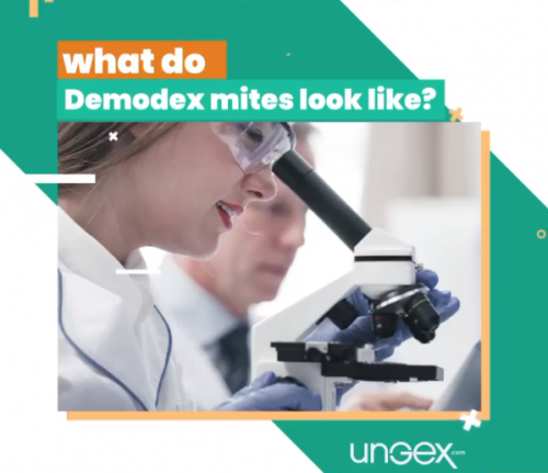 âœ… what do Demodex mites look like?