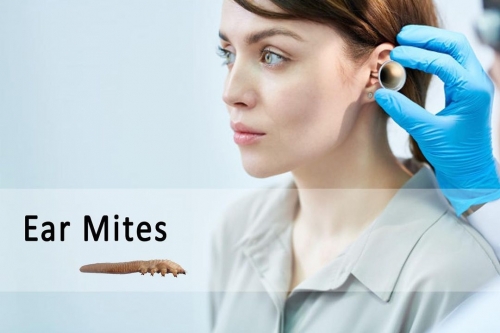 What Are the Ear Mites and Their Symptoms? ðŸ¤”