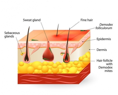 Do We Have Demodex Mites on our Skin? ðŸ¤”