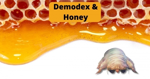 Demodex & Honey
