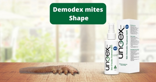 Demodex mites Shape