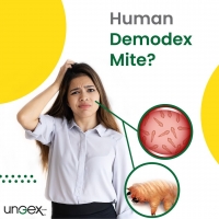 Human Demodex