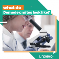âœ… what do Demodex mites look like? PickP