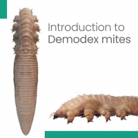 Introduction to Demodex Mites