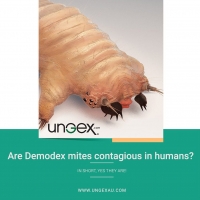 Are Demodex mites contagious in humans?