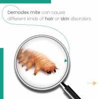 Demodex mite” that can cause different kinds of hair or skin disorders