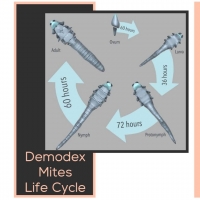 Demodex Mites Life Cycle