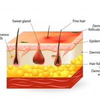 Do We Have Demodex Mites on our Skin? ðŸ¤” PickP