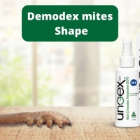 Demodex mites Shape