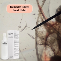 What do Demodex mites eat?