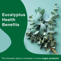 Eucalyptus Health Benefits PickP