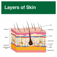 Layers of Skin